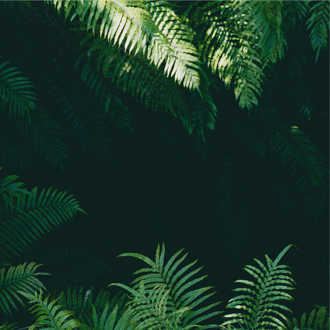 Moody, lush greenery inside a candlelit lounge