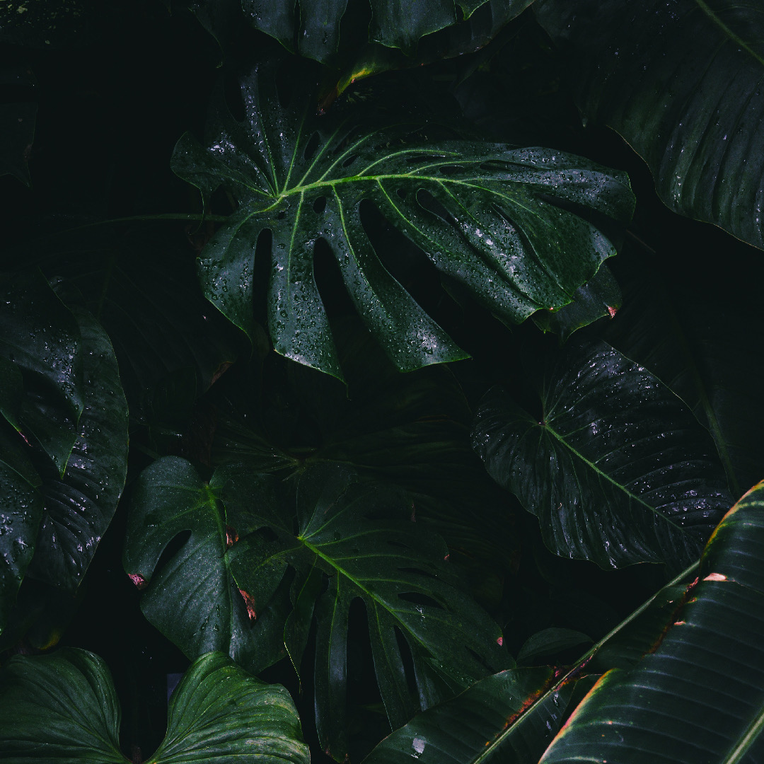 Lush foliage detail from one of our rooms